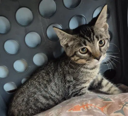 Elmo - Domestic Short Hair