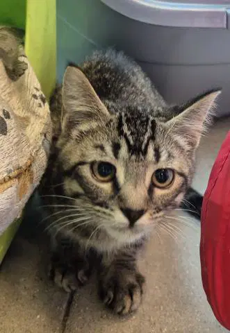 Flapjack - Domestic Short Hair