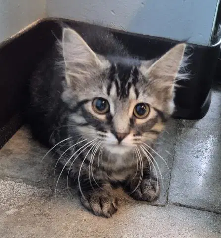 Gnocchi - Domestic Short Hair