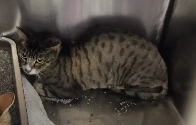 Patrick - Domestic Short Hair