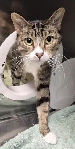 Patrick - Domestic Short Hair