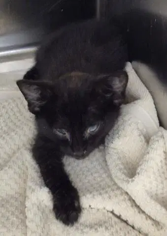 Dust Bunny - Domestic Short Hair