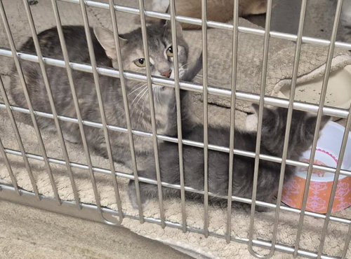 picture of the cat needing adoption