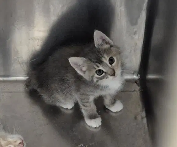 Orion - Domestic Short Hair