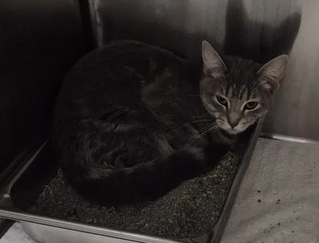 Vienna - Domestic Short Hair