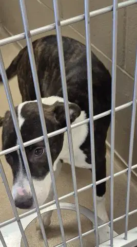 Candace - Pit Bull Terrier