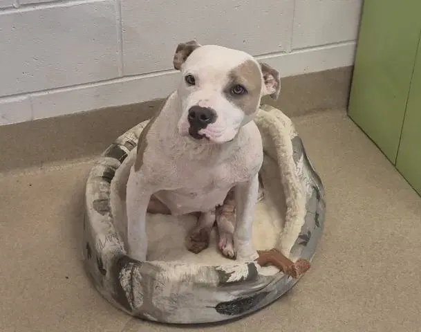 Sunny - Pit Bull Terrier