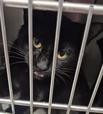 Xander - Domestic Short Hair