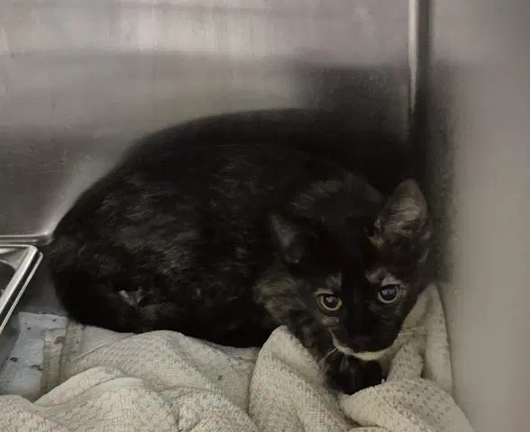 Corine - Domestic Short Hair
