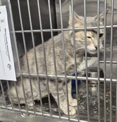Loretta - Domestic Short Hair