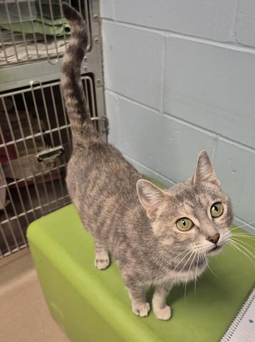 LORETTA, a cat for adoption from Macon County Animal Control and Care Center