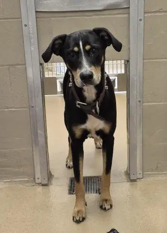 Dixie - Black and Tan Coonhound