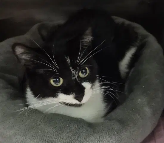 Nalla - Domestic Short Hair