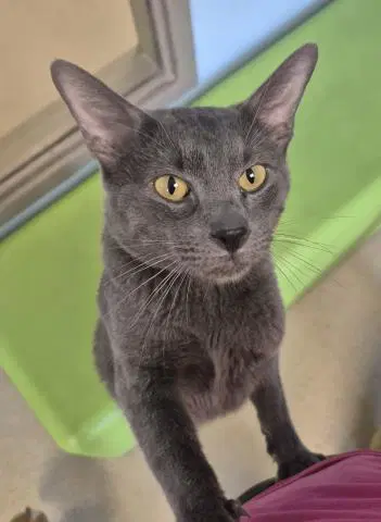 Robin - Domestic Short Hair