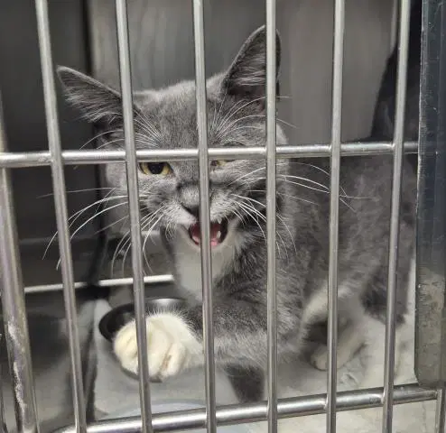 Manny - Domestic Short Hair