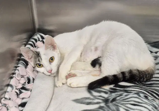 Laura - Domestic Short Hair