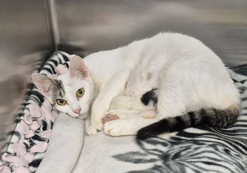 picture of the cat needing adoption