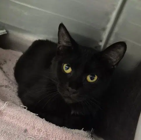Kathy - Domestic Short Hair