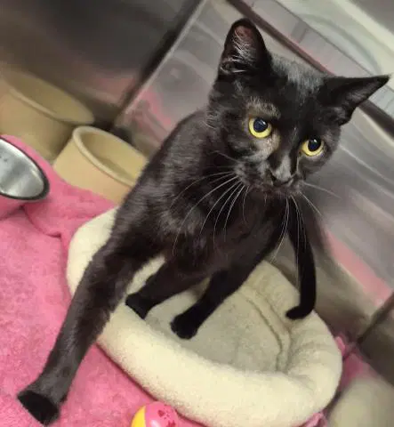 Mm - Domestic Short Hair