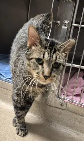Tom - Domestic Short Hair