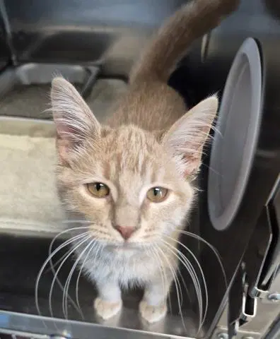 Clementine - Domestic Short Hair