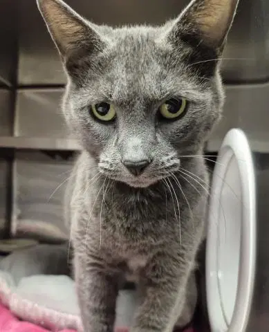 Diamond - Domestic Short Hair