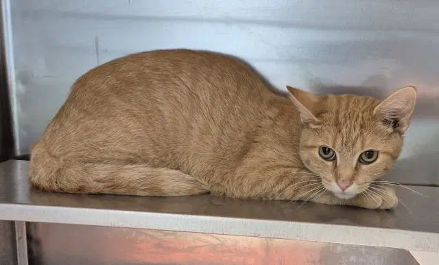 Marvin - Domestic Short Hair