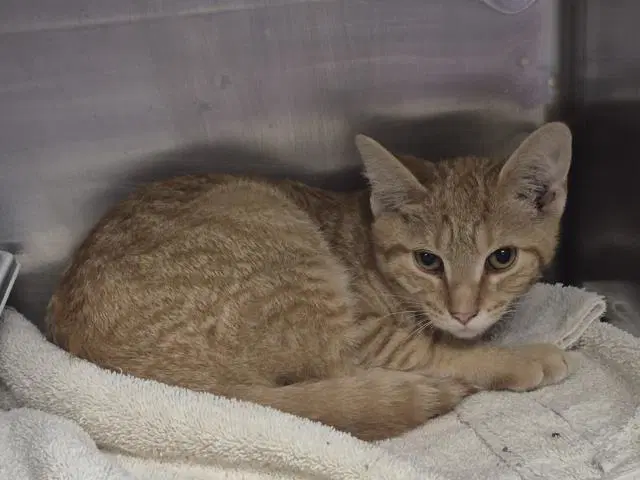 Jasper - Domestic Short Hair