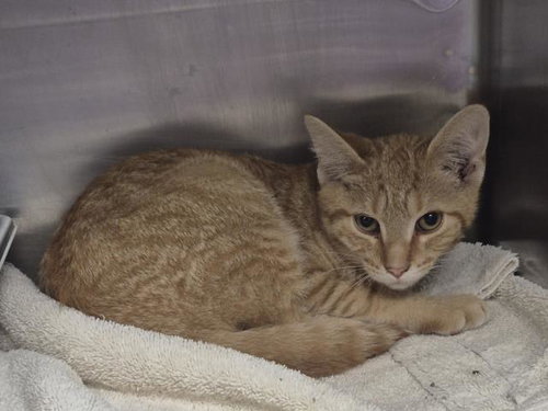 JASPER, a cat for adoption from Macon County Animal Control and Care Center