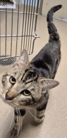 Wiley - Domestic Short Hair
