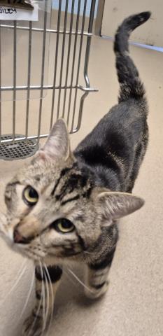 picture of the cat needing adoption