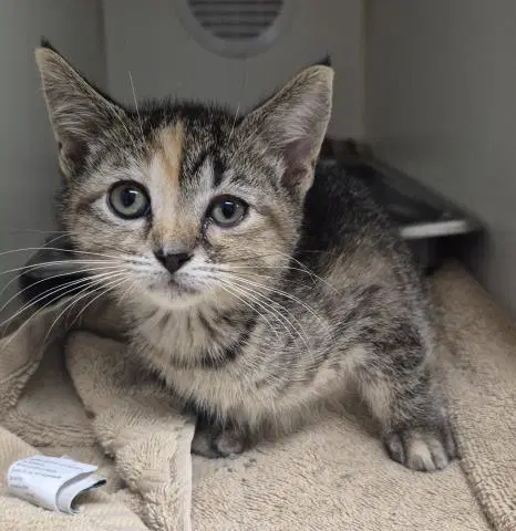 Tinker Bell - Domestic Short Hair