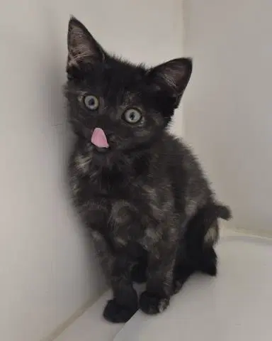 Wendy - Domestic Short Hair
