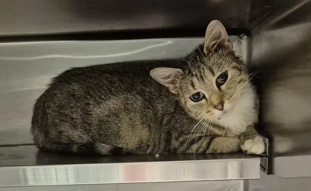 Margaret - Domestic Short Hair