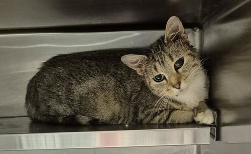 MARGARET, a cat for adoption from Macon County Animal Control and Care Center