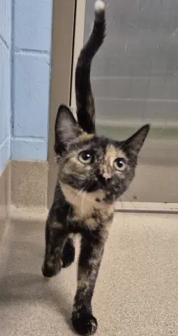 Scary - Domestic Short Hair
