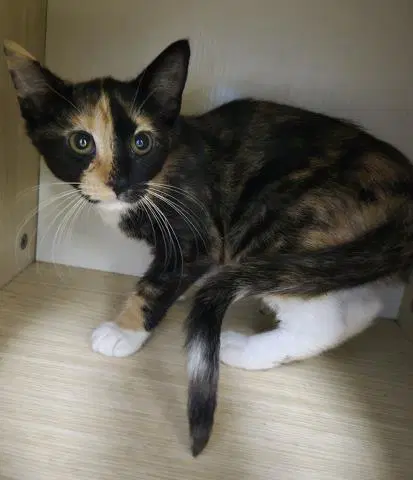 Ginger - Domestic Short Hair