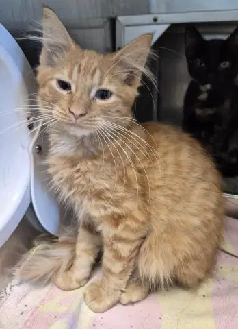 Candy Land - Domestic Medium Hair