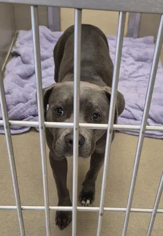 Samantha - Pit Bull Terrier