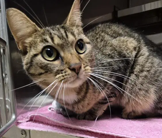 Lock - Domestic Short Hair