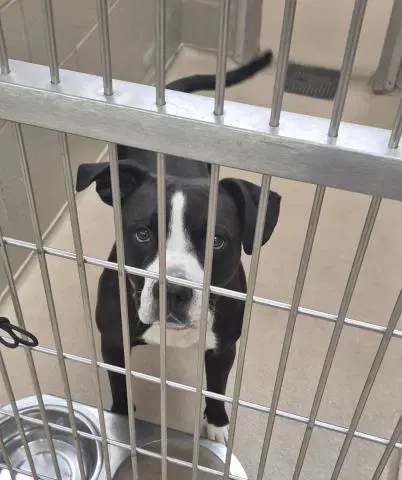 Chuck - Pit Bull Terrier