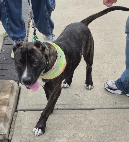 LASSO, a dog for adoption from Macon County Animal Control and Care Center