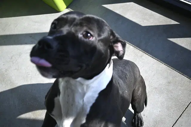 Ellie May - Pit Bull Terrier