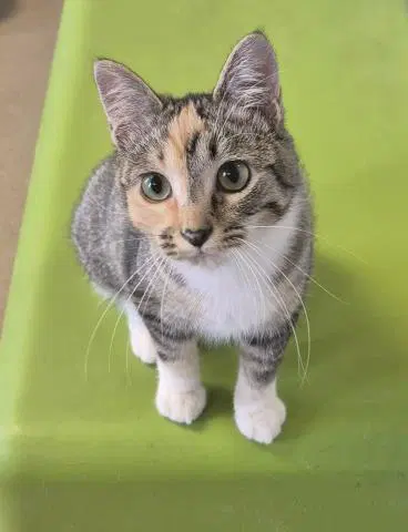 Tammy - Domestic Short Hair