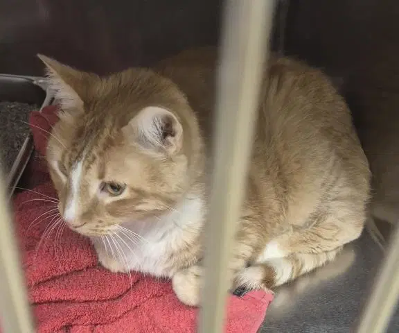 Coulter - Domestic Short Hair