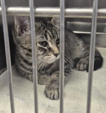 Marie - Domestic Short Hair