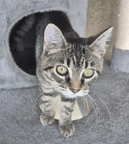 Marie - Domestic Short Hair