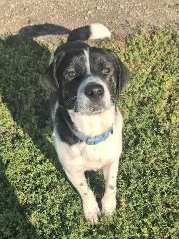 Spur - Pit Bull Terrier