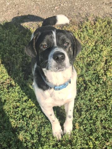 picture of the dog needing adoption