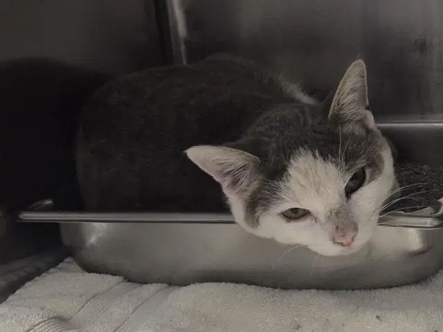 Ramsey - Domestic Short Hair